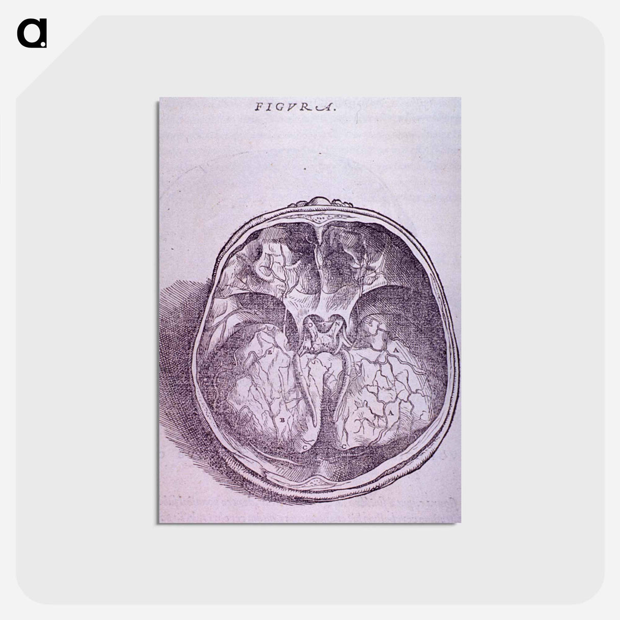 アートポストカード-Superior View of the Base of the Skull
 - 国立医学図書館 Postcard.