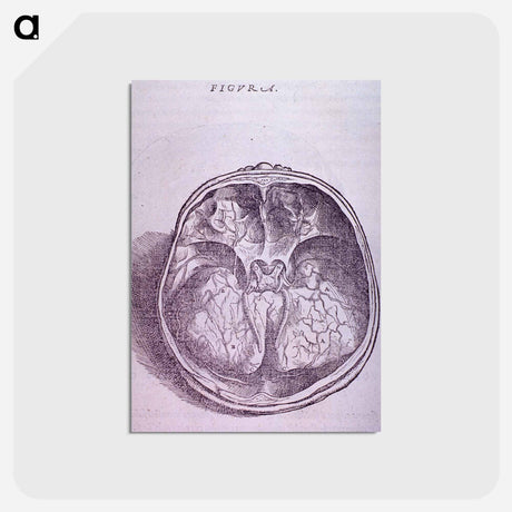 アートポストカード-Superior View of the Base of the Skull
 - 国立医学図書館 Postcard.