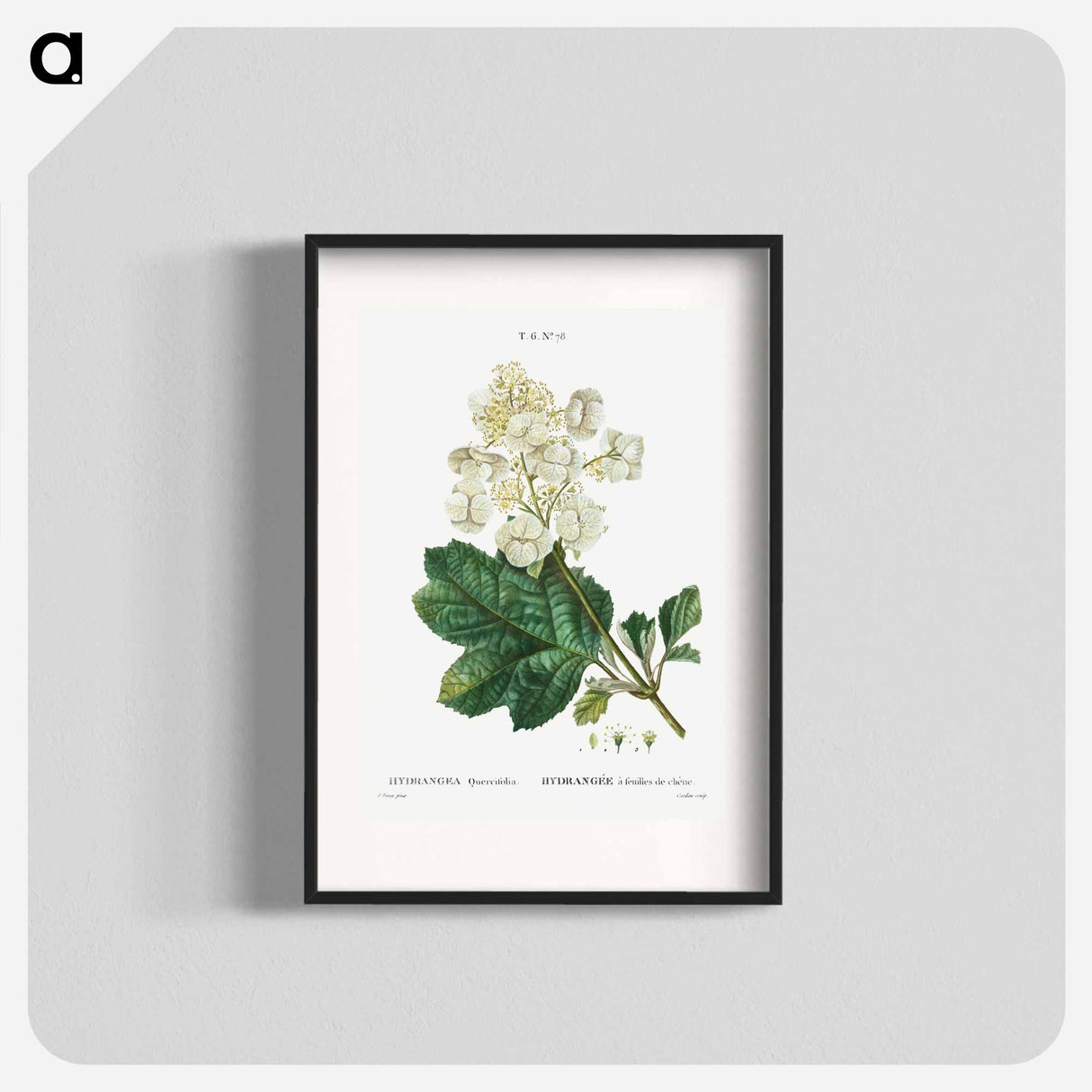 Oakleaf hydrangea - Pierre Joseph Redouté Poster.