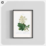 Oakleaf hydrangea - Pierre Joseph Redouté Poster.