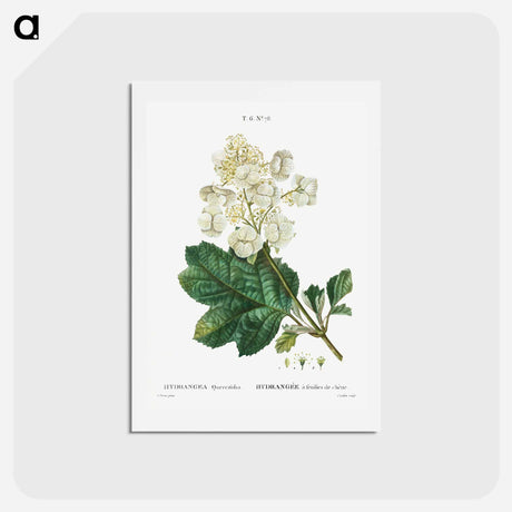 アートポストカード-Oakleaf hydrangea - ピエール ジョゼフ ルドゥーテ Postcard.