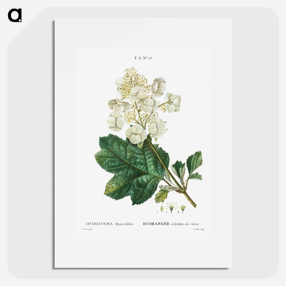 Oakleaf hydrangea - ピエール ジョゼフ ルドゥーテ Poster.