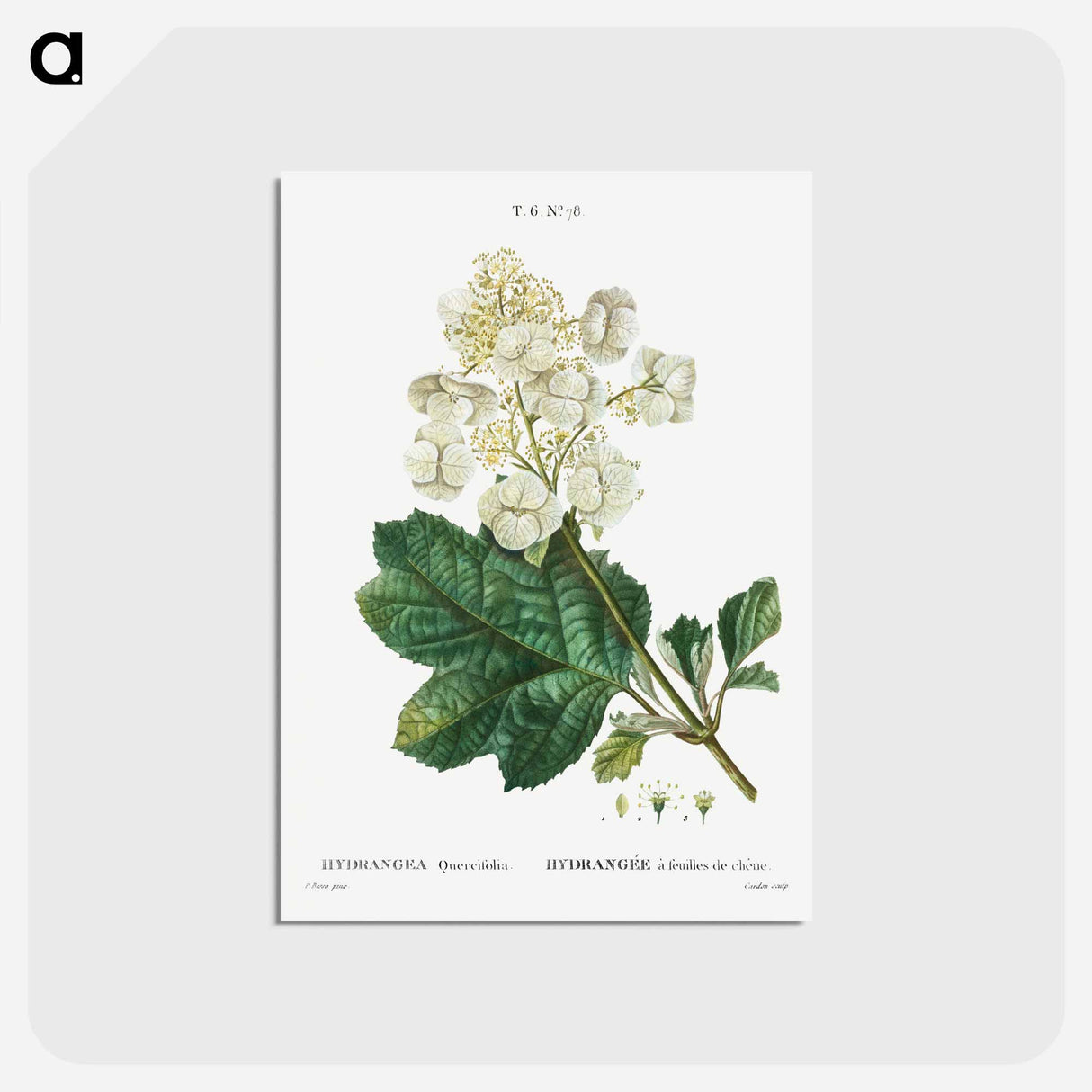 アートポストカード-Oakleaf hydrangea - ピエール ジョゼフ ルドゥーテ Postcard.