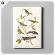 アートパネル-Little Tyrant Flycatcher, Small-headed Flycatcher, Blue Mountain Warbler, Bartram's Vireo, Short-legged Pewee and Rocky Mountain Fly-catcher
 - アメリカの鳥たち Canvas.