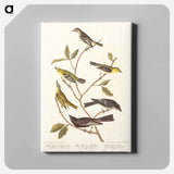 アートパネル-Little Tyrant Flycatcher, Small-headed Flycatcher, Blue Mountain Warbler, Bartram's Vireo, Short-legged Pewee and Rocky Mountain Fly-catcher
 - アメリカの鳥たち Canvas.