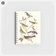 アートメモ帳-Little Tyrant Flycatcher, Small-headed Flycatcher, Blue Mountain Warbler, Bartram's Vireo, Short-legged Pewee and Rocky Mountain Fly-catcher
 - アメリカの鳥たち Memo.