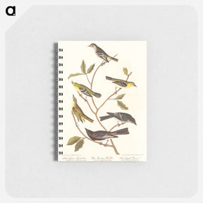 アートメモ帳-Little Tyrant Flycatcher, Small-headed Flycatcher, Blue Mountain Warbler, Bartram's Vireo, Short-legged Pewee and Rocky Mountain Fly-catcher
 - アメリカの鳥たち Memo.