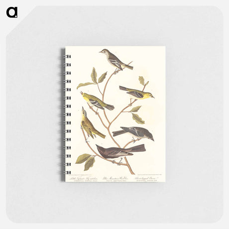アートメモ帳-Little Tyrant Flycatcher, Small-headed Flycatcher, Blue Mountain Warbler, Bartram's Vireo, Short-legged Pewee and Rocky Mountain Fly-catcher
 - アメリカの鳥たち Memo.
