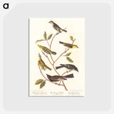 アートポストカード-Little Tyrant Flycatcher, Small-headed Flycatcher, Blue Mountain Warbler, Bartram's Vireo, Short-legged Pewee and Rocky Mountain Fly-catcher
 - アメリカの鳥たち Postcard.