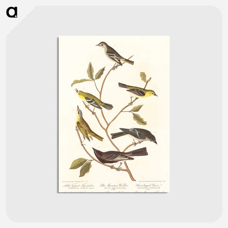 アートポストカード-Little Tyrant Flycatcher, Small-headed Flycatcher, Blue Mountain Warbler, Bartram's Vireo, Short-legged Pewee and Rocky Mountain Fly-catcher
 - アメリカの鳥たち Postcard.