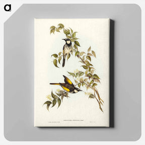 アートパネル-White-cheeked Honey-eater
 - ジョン グールド Canvas.