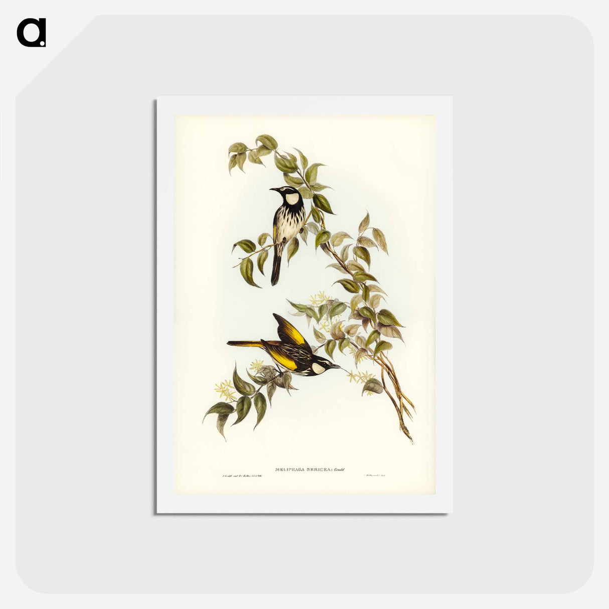 アートポストカード-White-cheeked Honey-eater
 - ジョン グールド Postcard.