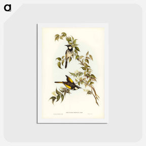 アートポストカード-White-cheeked Honey-eater
 - ジョン グールド Postcard.