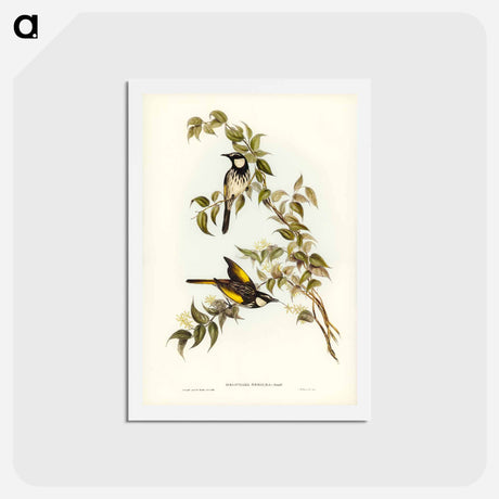 アートポストカード-White-cheeked Honey-eater
 - ジョン グールド Postcard.