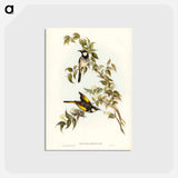 アートポストカード-White-cheeked Honey-eater
 - ジョン グールド Postcard.