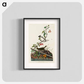 アートポスター-Golden-crowned Thrush
 - ジョン ジェームス オーデュボン Poster.