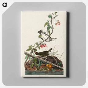 アートパネル-Golden-crowned Thrush
 - ジョン ジェームス オーデュボン Canvas.