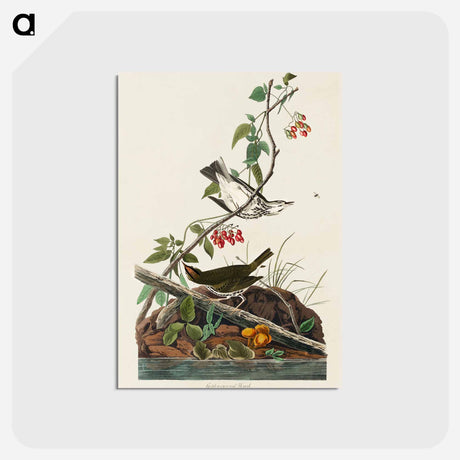 アートポストカード-Golden-crowned Thrush
 - ジョン ジェームス オーデュボン Postcard.