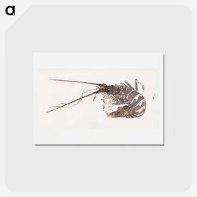 アートポストカード-Hokusai's Large Lobster - 葛飾 北斎 Postcard.