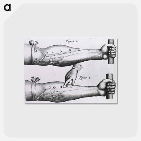 アートポストカード-Circulation of the Blood
 - 国立医学図書館 Postcard.