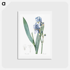 アートポストカード-Dalmatian iris illustration - ピエール ジョゼフ ルドゥーテ Postcard.