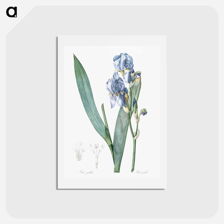 アートポストカード-Dalmatian iris illustration - ピエール ジョゼフ ルドゥーテ Postcard.