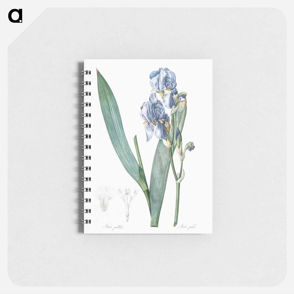 Dalmatian iris illustration - ピエール ジョゼフ ルドゥーテ Memo.