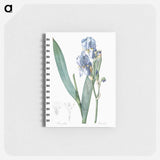Dalmatian iris illustration - ピエール ジョゼフ ルドゥーテ Memo.