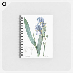 アートメモ帳-Dalmatian iris illustration - ピエール ジョゼフ ルドゥーテ Memo.