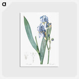 アートポストカード-Dalmatian iris illustration - ピエール ジョゼフ ルドゥーテ Postcard.