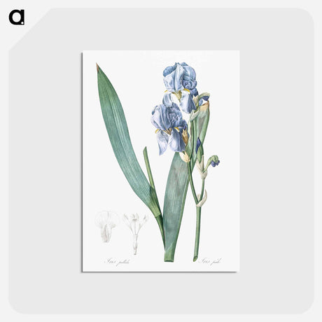 アートポストカード-Dalmatian iris illustration - ピエール ジョゼフ ルドゥーテ Postcard.