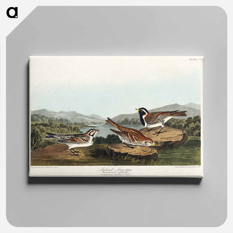 アートパネル-Lapland Long-spur from Birds of America
 - アメリカの鳥たち Canvas.