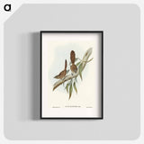 Large-tailed Wren
 - オーストラリアの鳥 Poster.