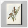 アートパネル-Large-tailed Wren
 - オーストラリアの鳥 Canvas.