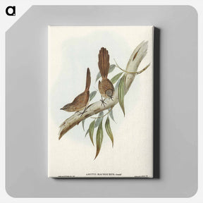 アートパネル-Large-tailed Wren
 - オーストラリアの鳥 Canvas.
