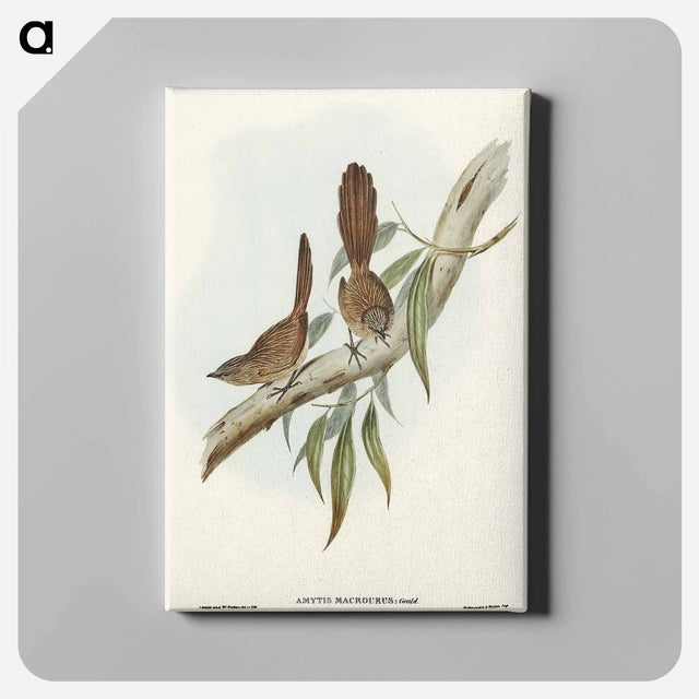 アートパネル-Large-tailed Wren
 - オーストラリアの鳥 Canvas.