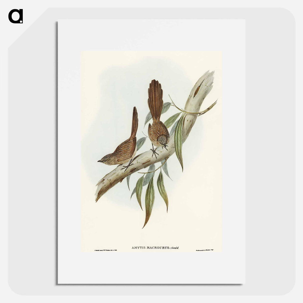 Large-tailed Wren
 - オーストラリアの鳥 Poster.