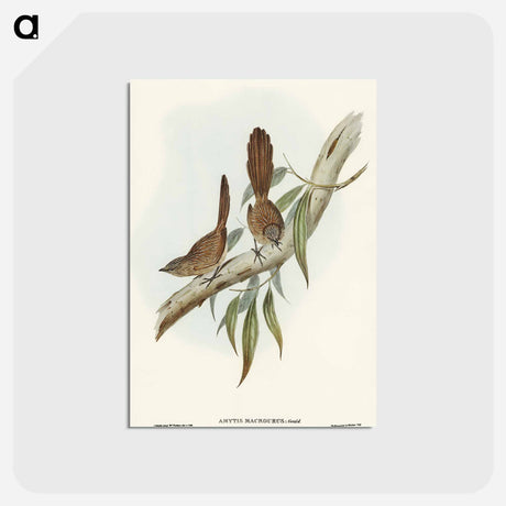 アートポストカード-Large-tailed Wren
 - オーストラリアの鳥 Postcard.