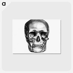 アートポストカード-Skull Engraving, Annals of Winchcombe and Sudeley
 - 大英図書館 Postcard.