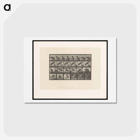 アートポストカード-Circus Horse
 - エドワード マイブリッジ Postcard.