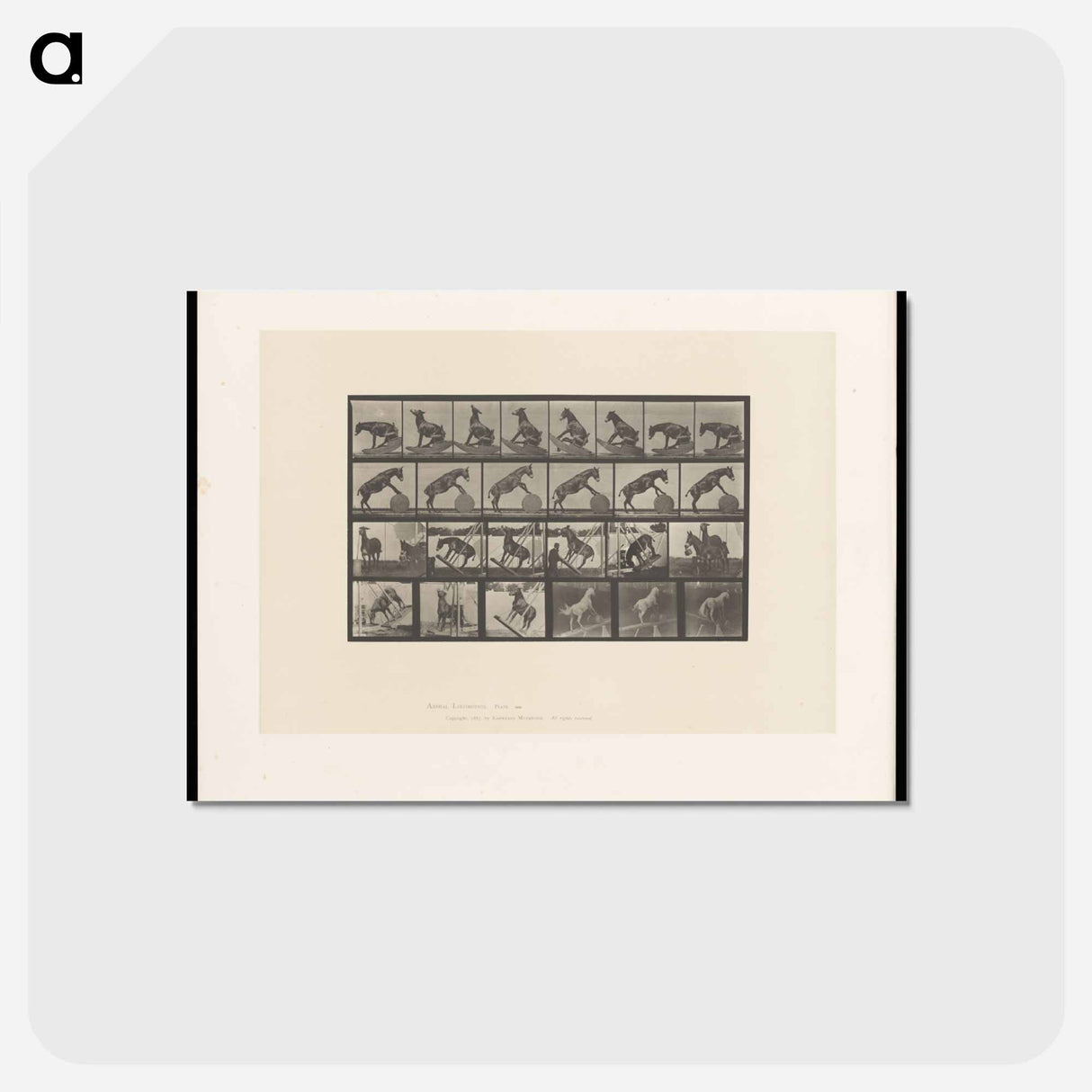 アートポストカード-Circus Horse
 - エドワード マイブリッジ Postcard.