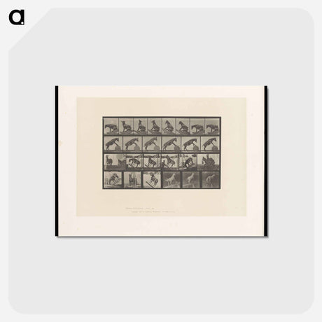 アートポストカード-Circus Horse
 - エドワード マイブリッジ Postcard.
