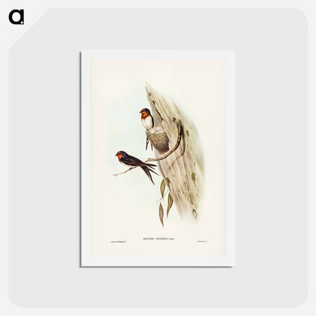 アートポストカード-Welcome Swallow
 - ジョン グールド Postcard.