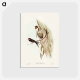 アートポストカード-Welcome Swallow
 - ジョン グールド Postcard.