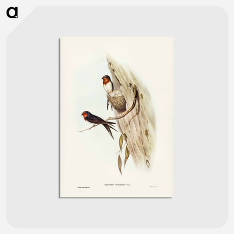 アートポストカード-Welcome Swallow
 - ジョン グールド Postcard.