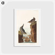 アートポストカード-Columbian and Arctic Water Ouzels
 - ジョン ジェームス オーデュボン Postcard.