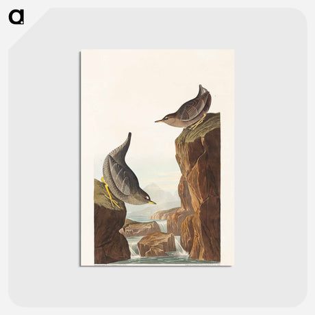 アートポストカード-Columbian and Arctic Water Ouzels
 - ジョン ジェームス オーデュボン Postcard.
