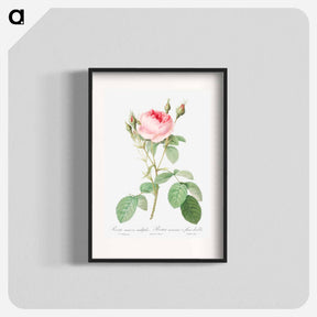アートポスター-Double Moss Rose - ピエール ジョゼフ ルドゥーテ Poster.