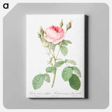 アートパネル-Double Moss Rose - ピエール ジョゼフ ルドゥーテ Canvas.