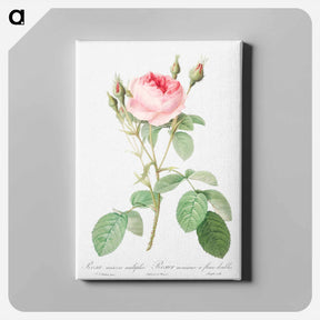 アートパネル-Double Moss Rose - ピエール ジョゼフ ルドゥーテ Canvas.